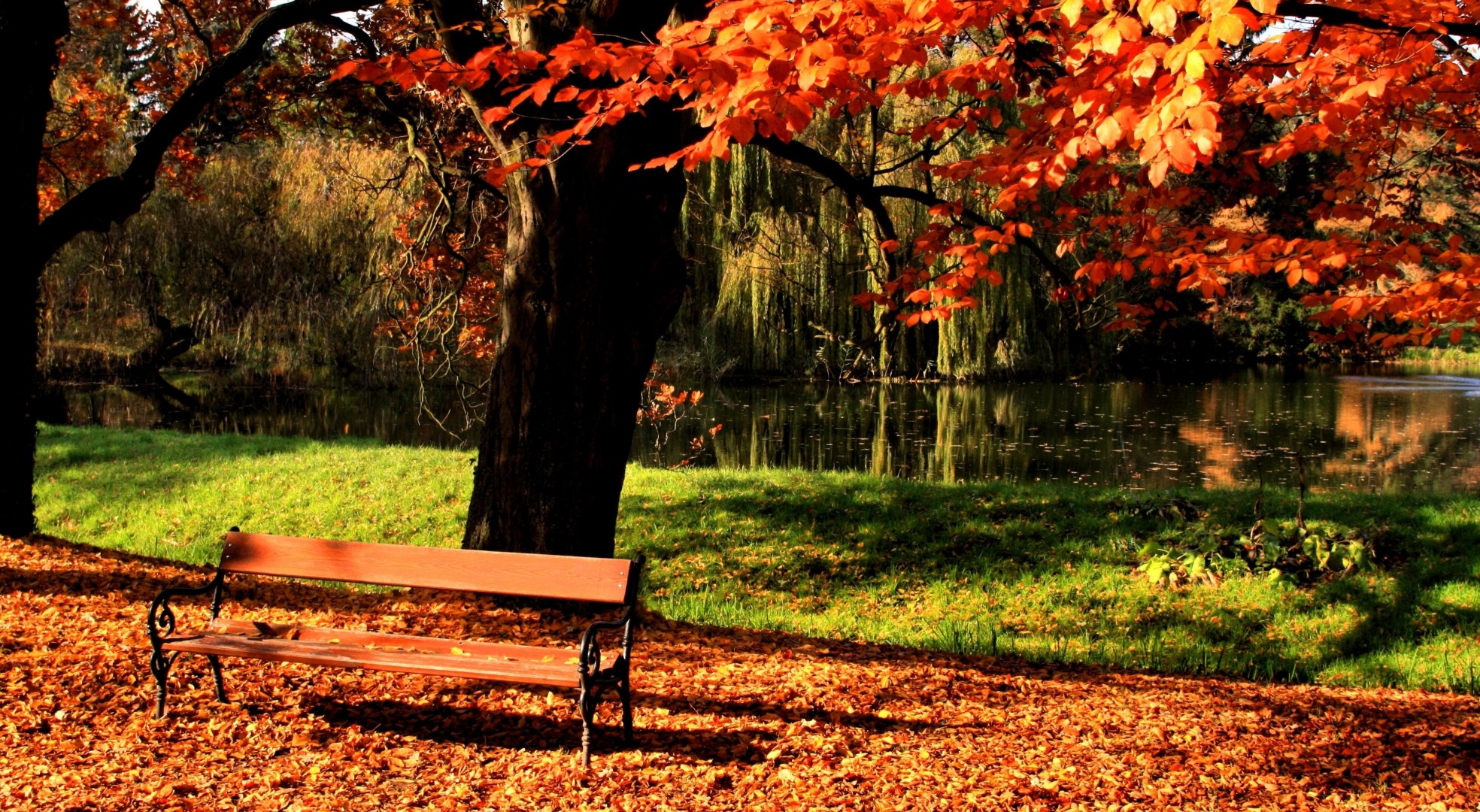 arbre lac lumière parc bancs automne pelouse