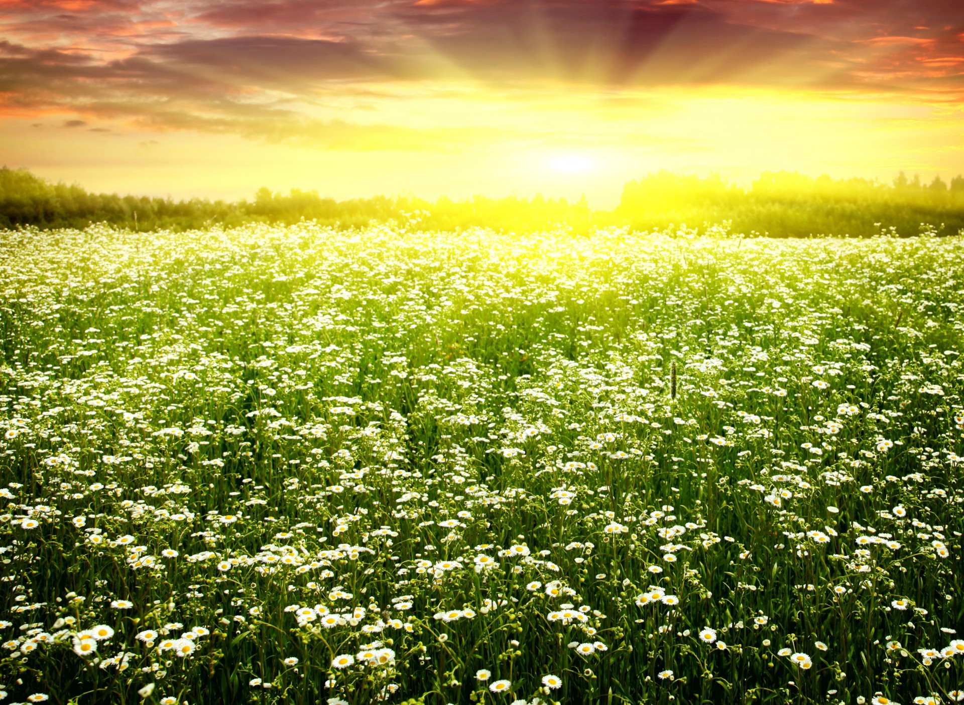 dazzling chamomile bloom the field