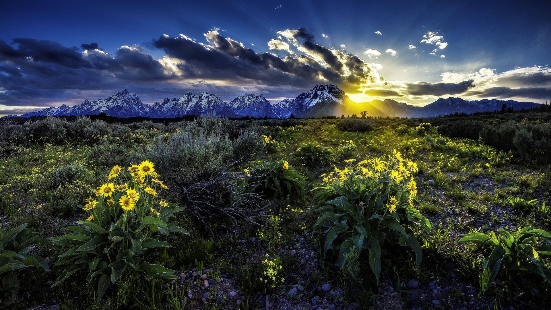 paisaje puesta de sol flores wyoming campo montañas estados unidos