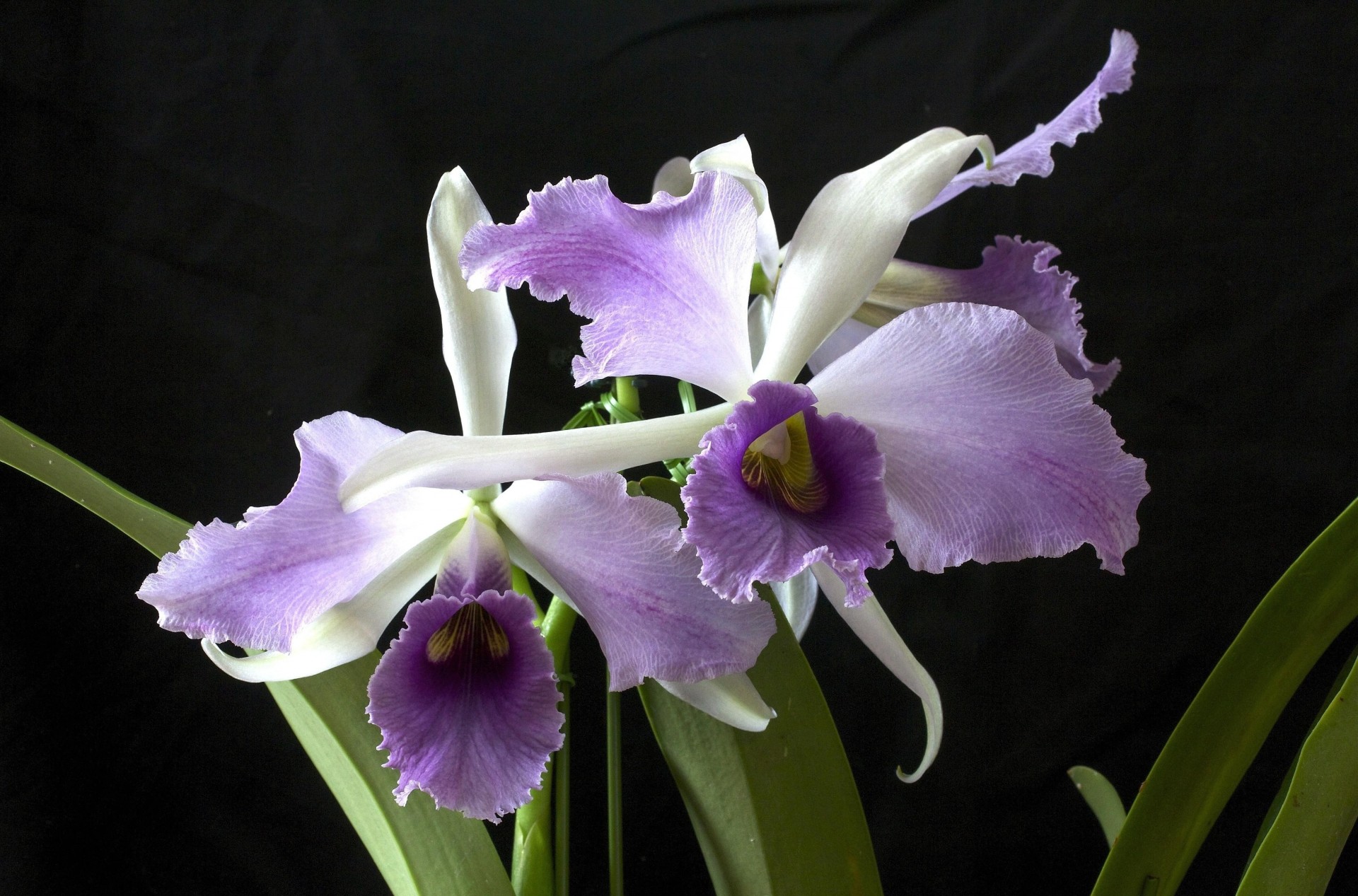 flower black background close up orchid