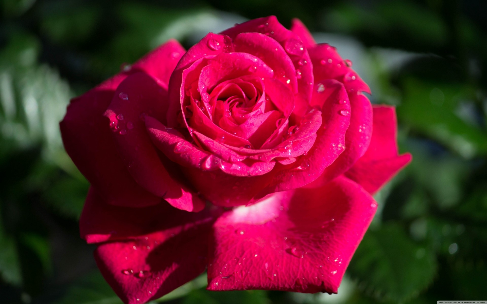 bokeh rojo rosa canon rosas