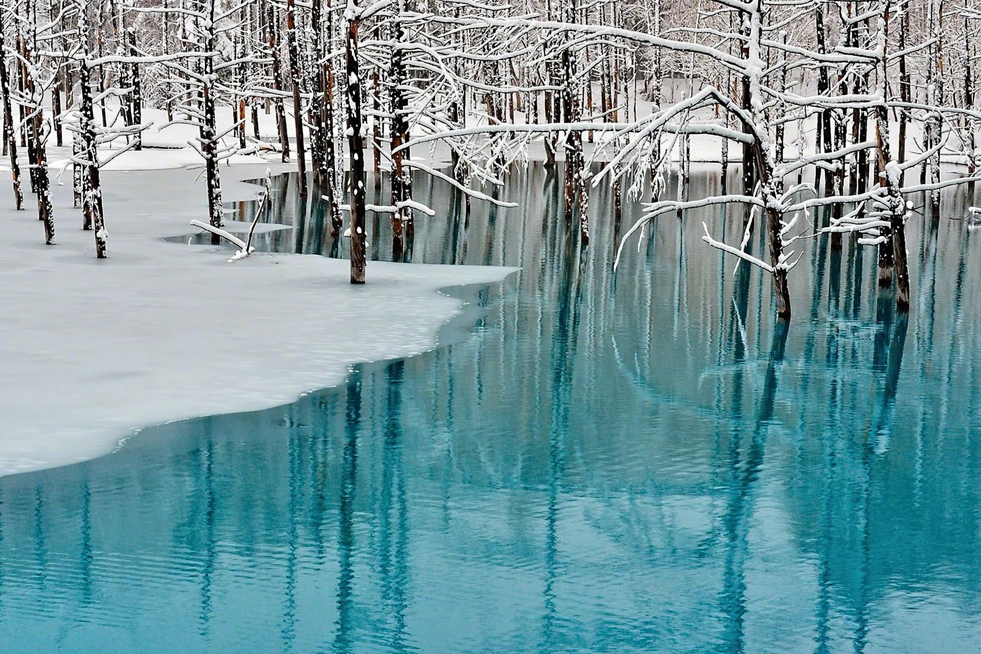 paisaje naturaleza hielo árboles tokio nieve invierno