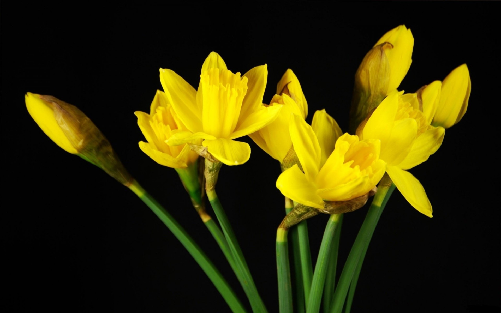 daffodils black background yellow spring