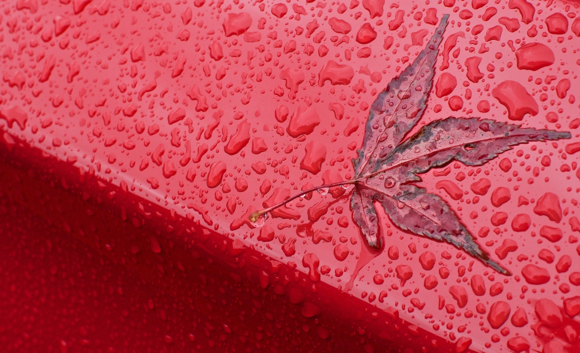 automne gros plan tombe feuille fond rouge