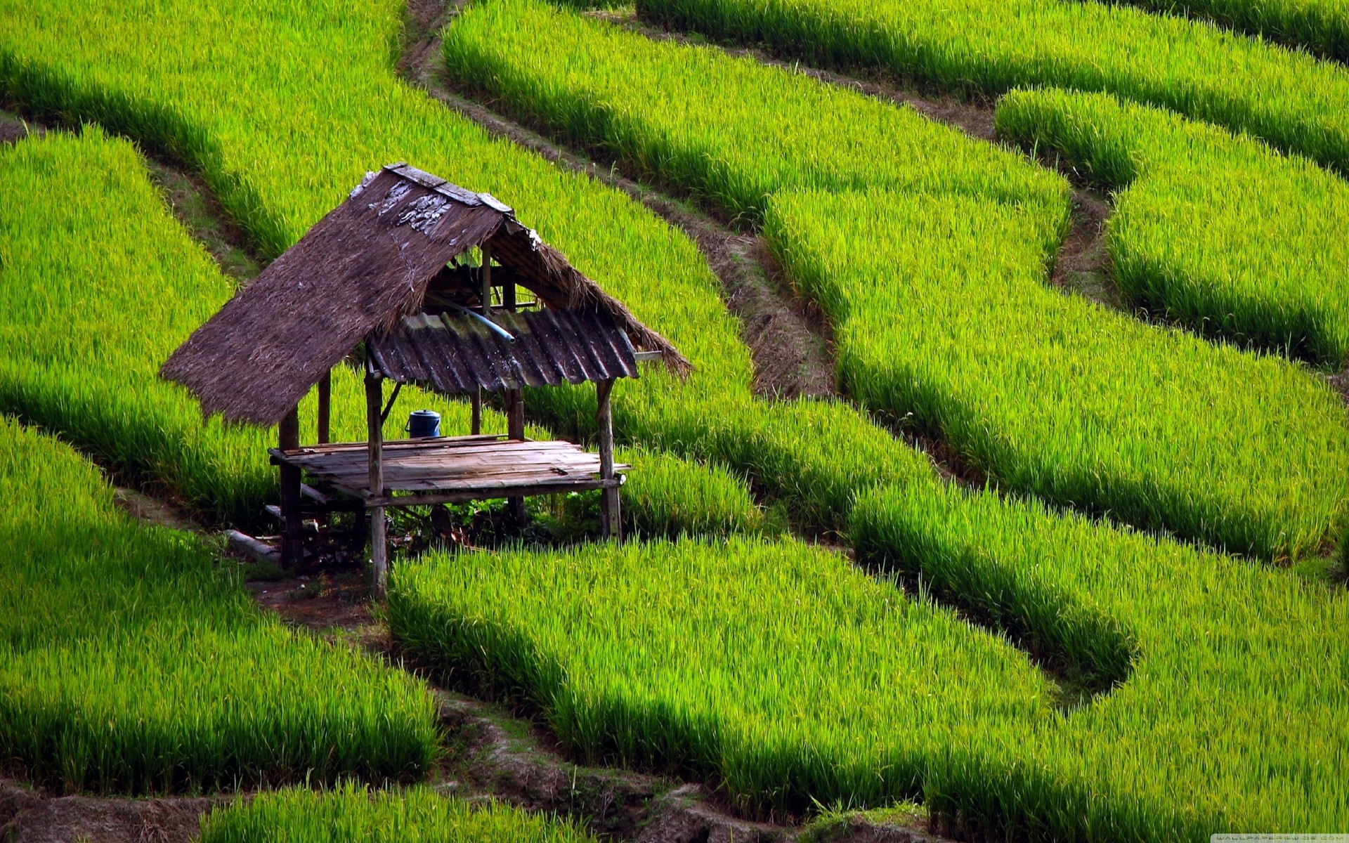 figure rice field landscape mig-15 the field