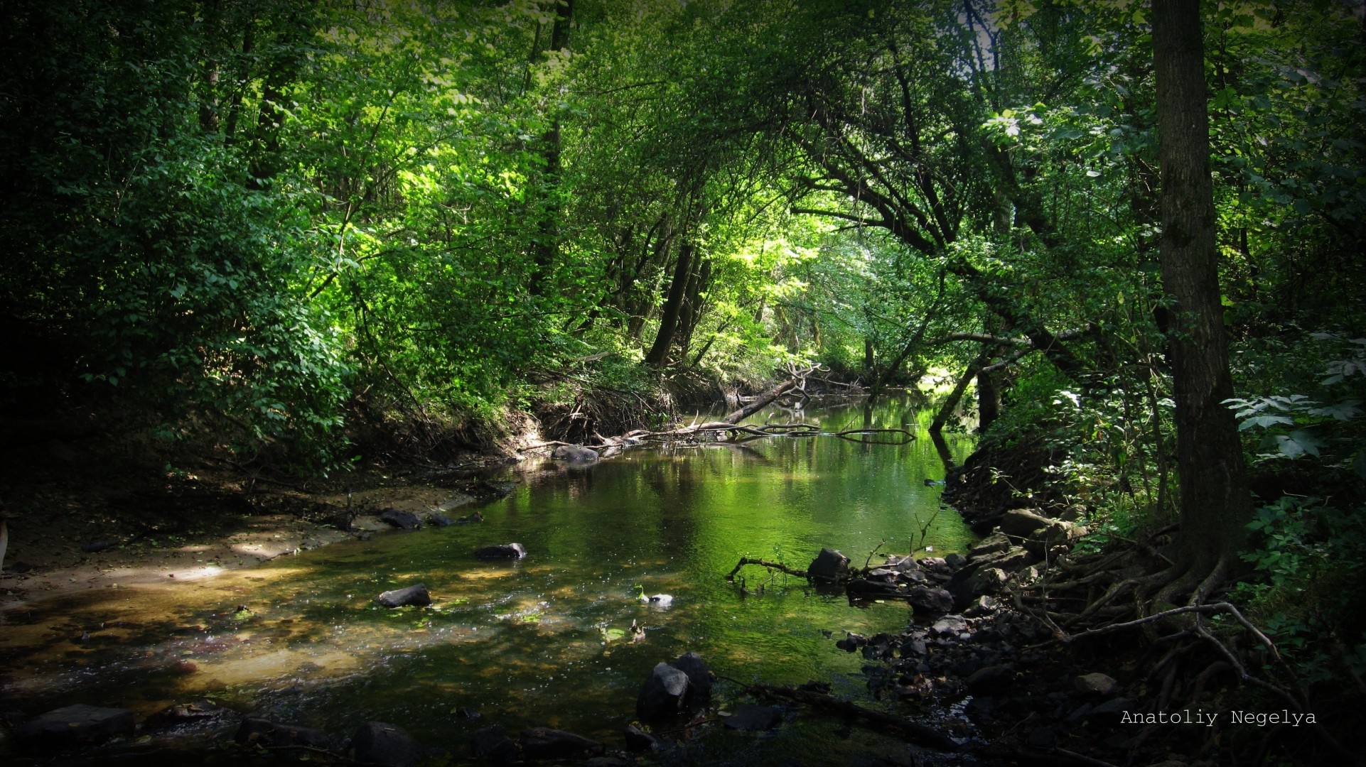 pierres forêt rivière fourrés