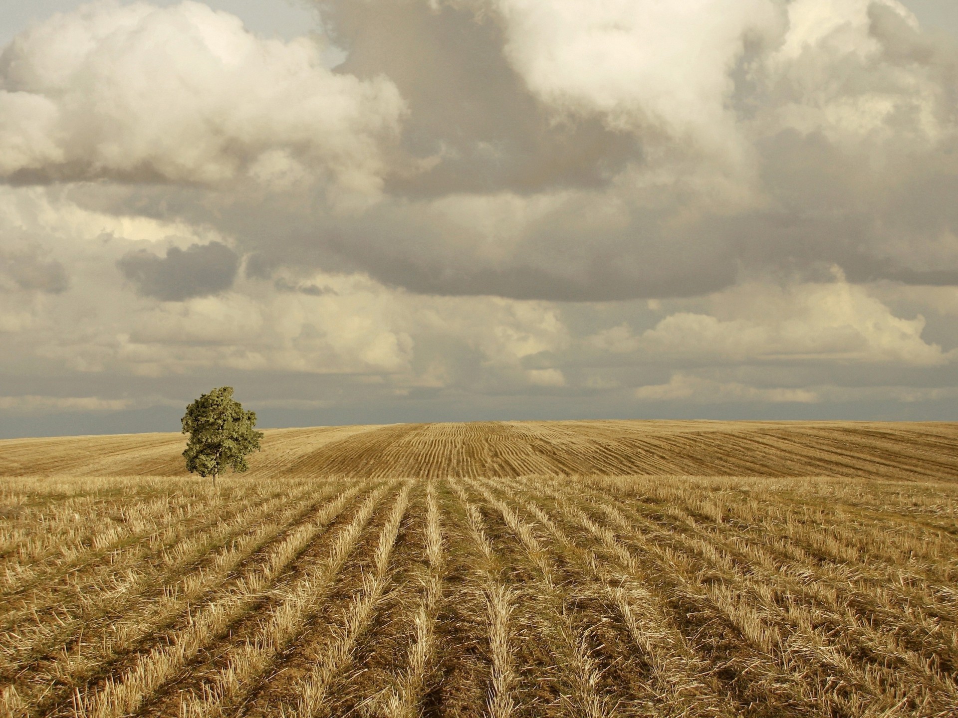 tree price grass the field rain