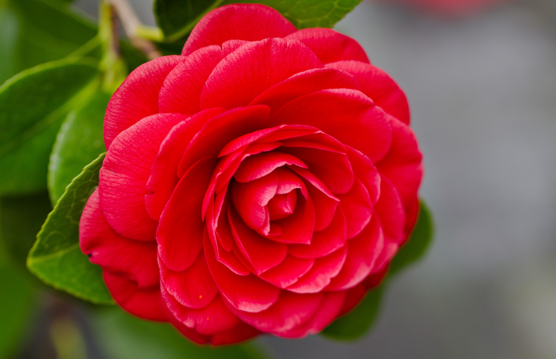 close up camellia petal