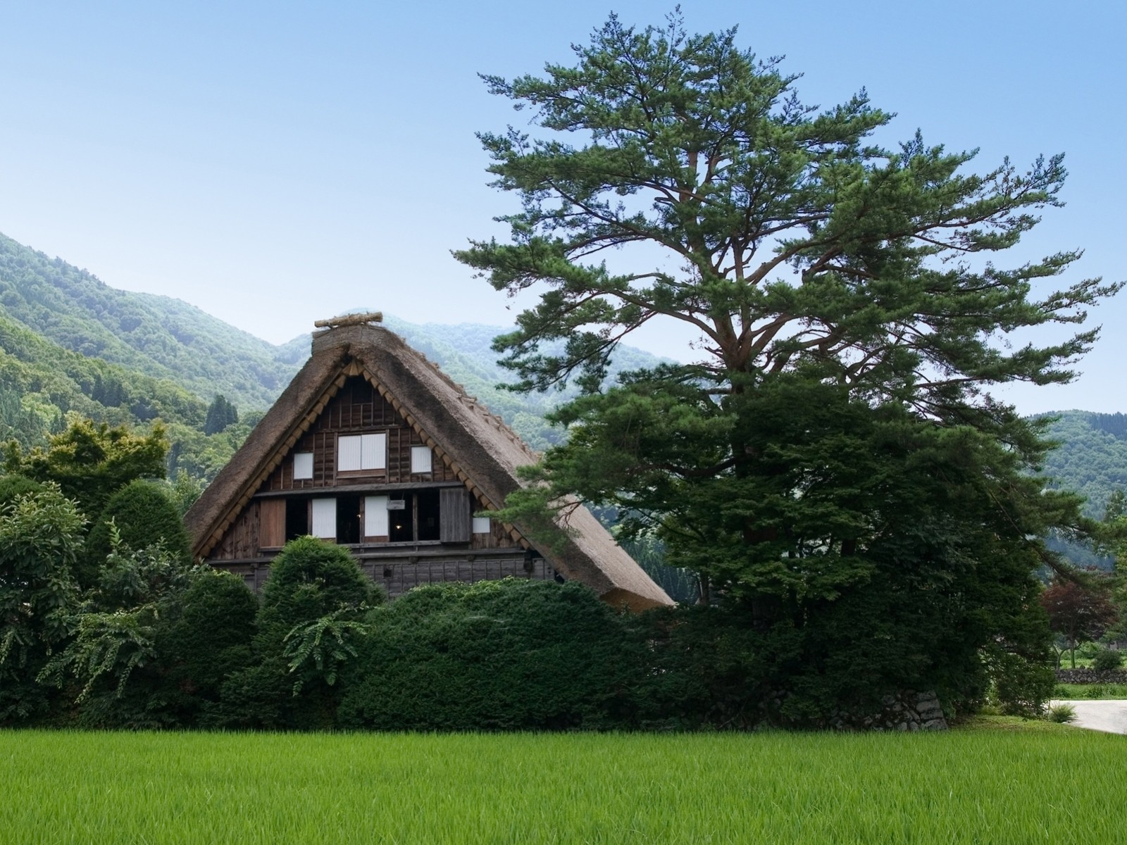 mountain tree house green nature