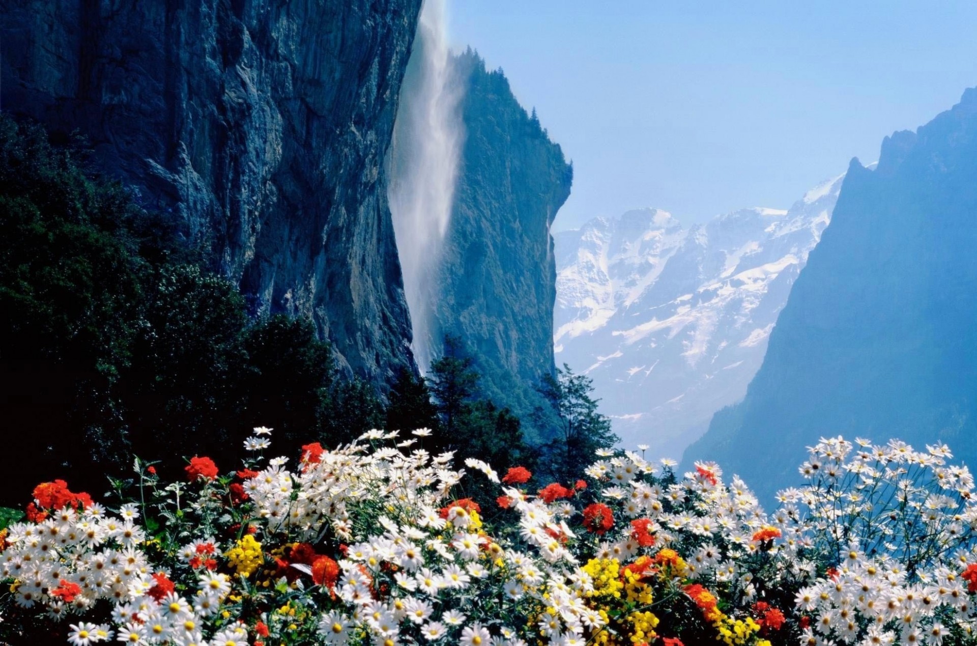 visualizza fiori rocce natura