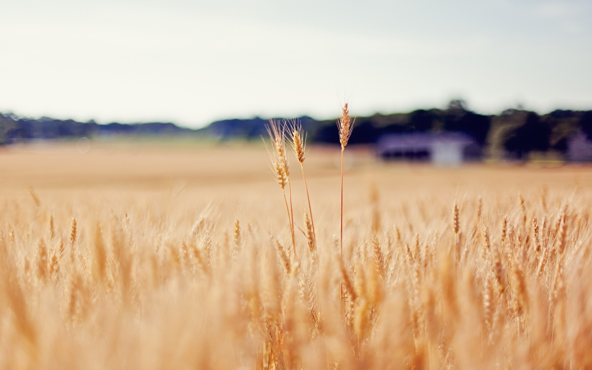 campo grano spighette oro sfocatura