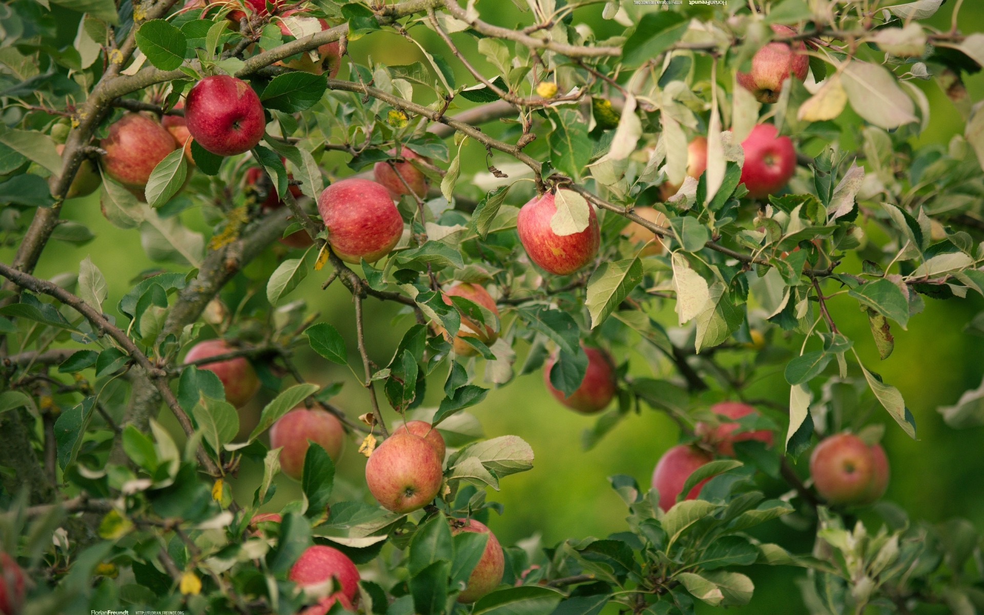 apple apples tree branches nature