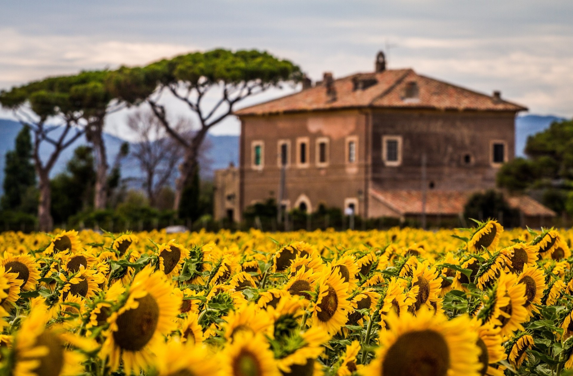 campo piante girasoli fiori