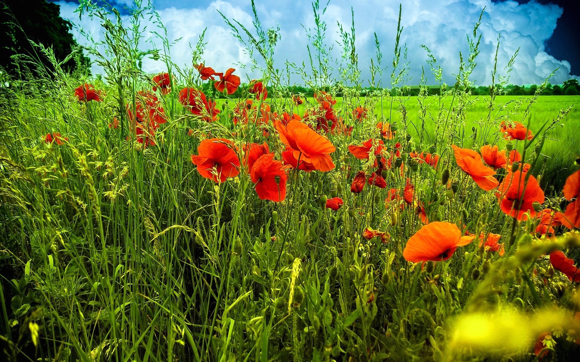 nuages herbe fleurs ciel coquelicots champ pré