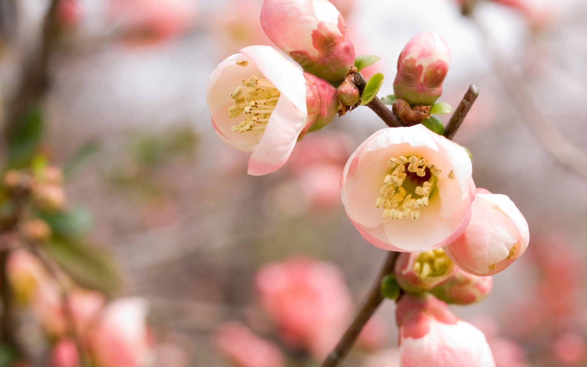 tree flower spring