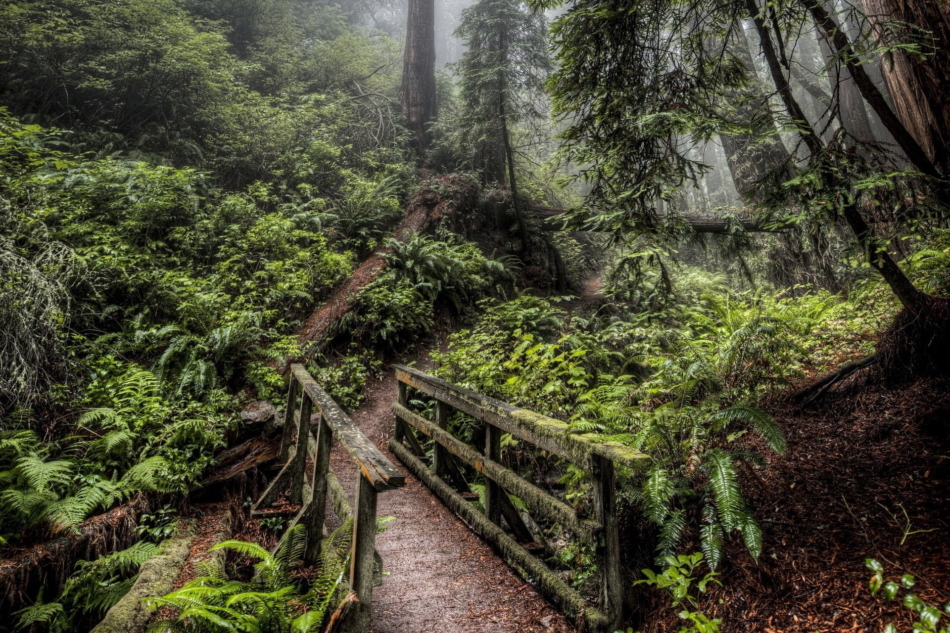 pont forêt route nature