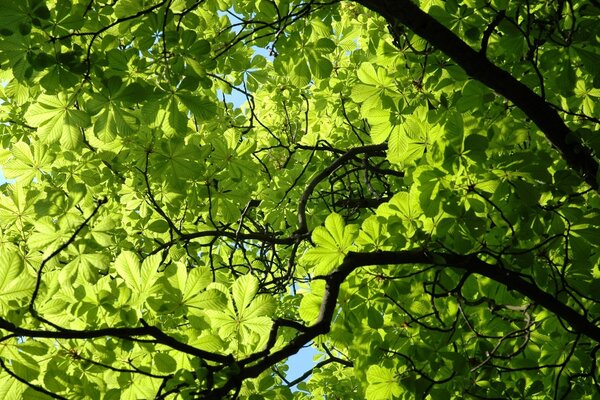 A beautiful branch of a green chestnut tree