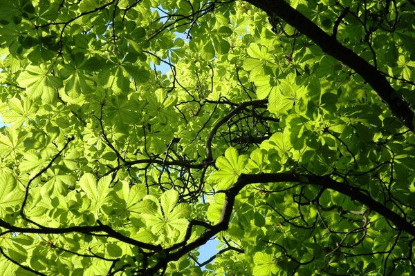 Belle Branche de châtaignier vert