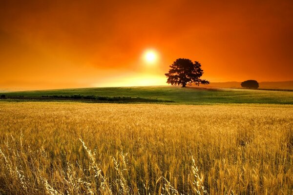 Coucher de soleil orange dans le ciel au-dessus du champ