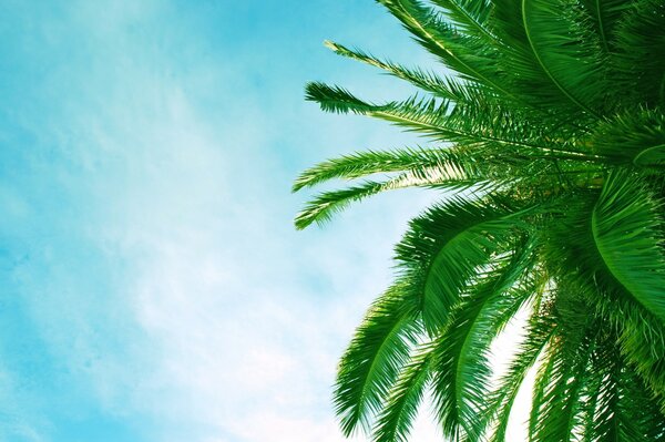 Die Krone einer Palme am sonnigen Himmel