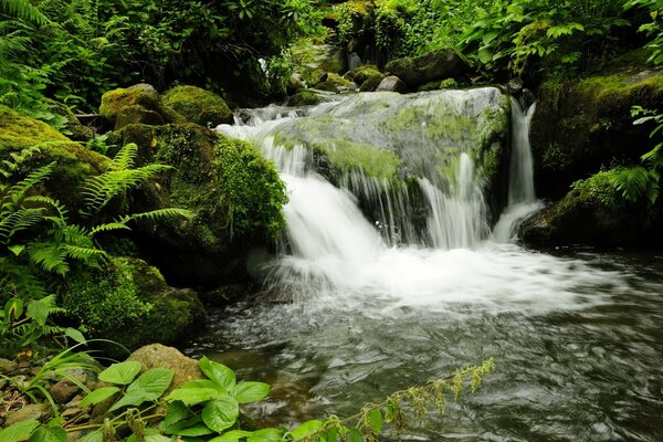 Il y a une belle cascade naturelle dans le parc géorgien