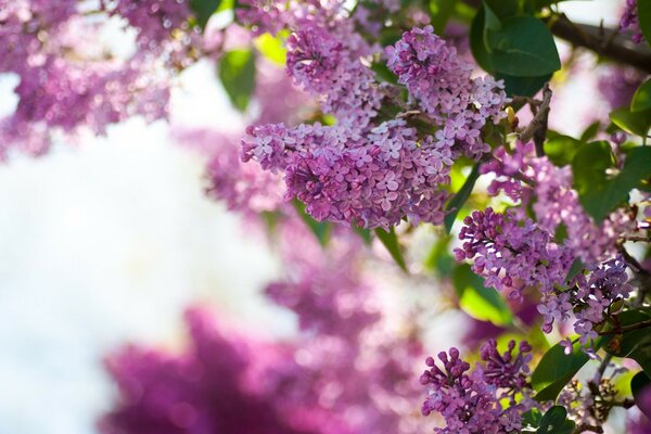 Lilac in bloom. Focus on a sprig of lilac