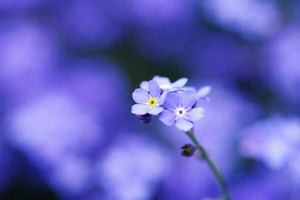 Fiore blu nontiscordardime in sfocatura