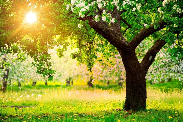 Beautiful blooming apple orchard