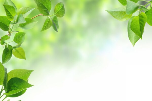 Beautiful background. A sprig of greenery in spring