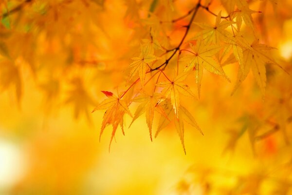 Foglie di acero giallo su un albero