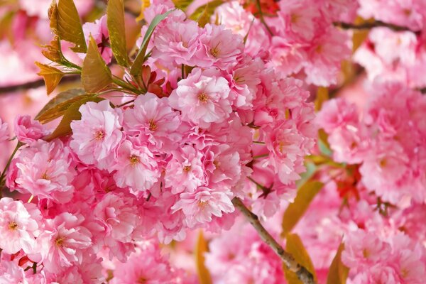 Kirschblütenzweige im Frühling blühen