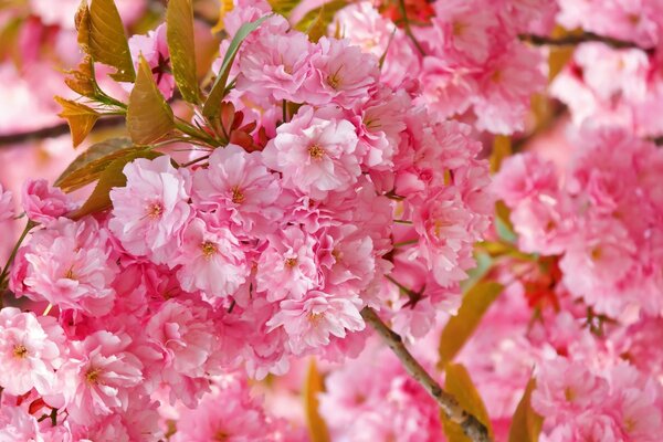 Cherry blossom twigs in spring