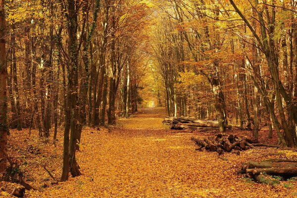 Camino en el bosque de otoño