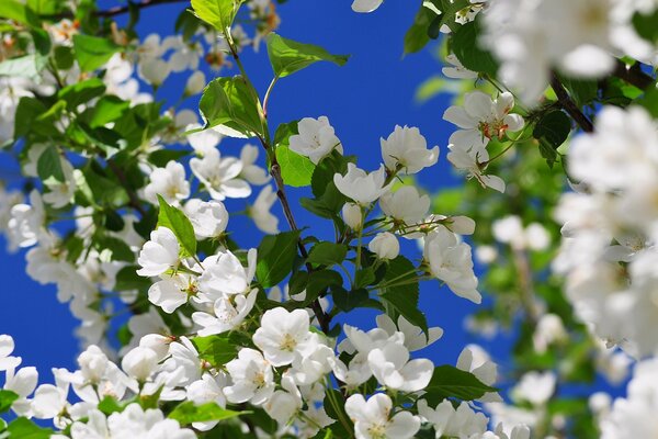 White apple blossom on a blue sky background