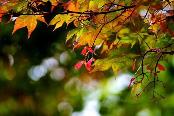 Papier peint de bureau feuillage d automne