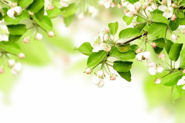 Spring apple blossom, apple tree branch