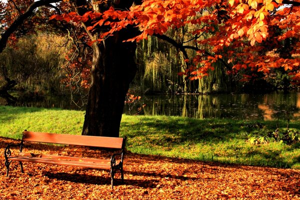 Park bench under a tree