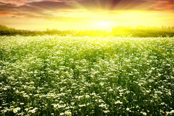 Campo de manzanilla en un día soleado