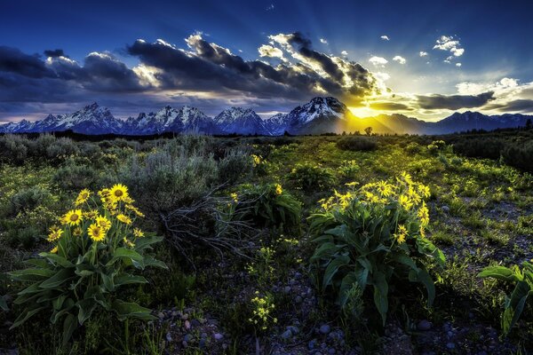 Champ, fleurs paysage nature soirée