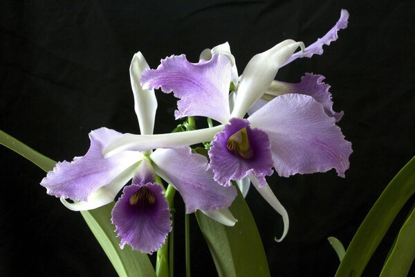 Fotografía macro de orquídeas sobre fondo negro