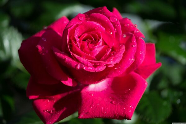 Hermosa rosa en gotas de rocío