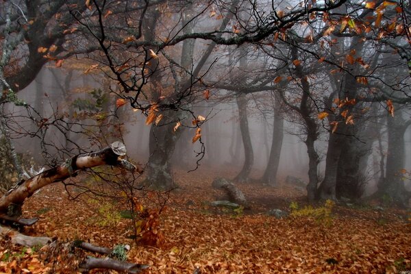 Misty forest in late autumn