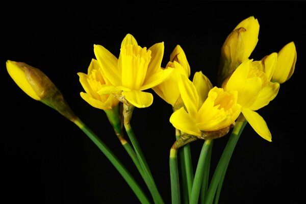 Belles jonquilles jaunes sur fond sombre