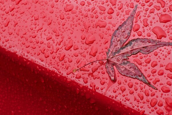 Autumn leaf on a red background