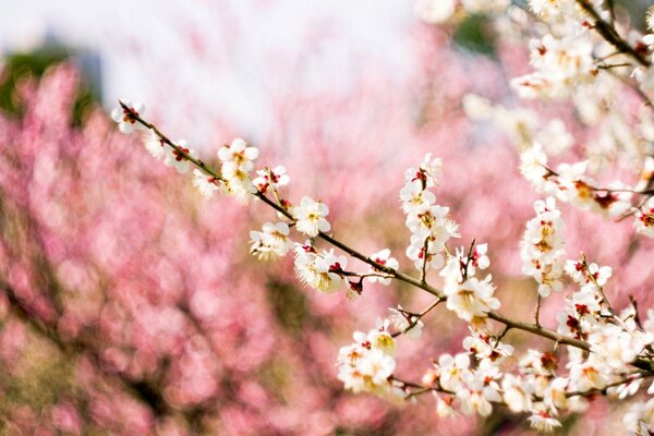 Spring, flowering, tree branch with flowers