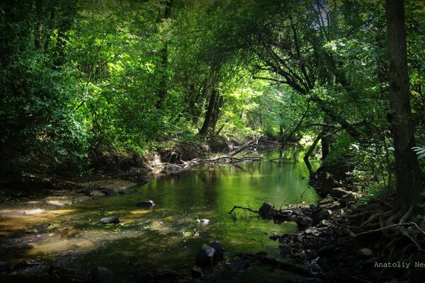 A river in a dark forest among thickets