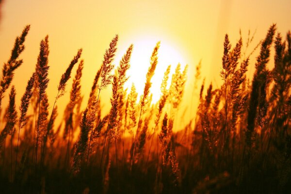 The bright orange sun peeks through the spikelets on the field