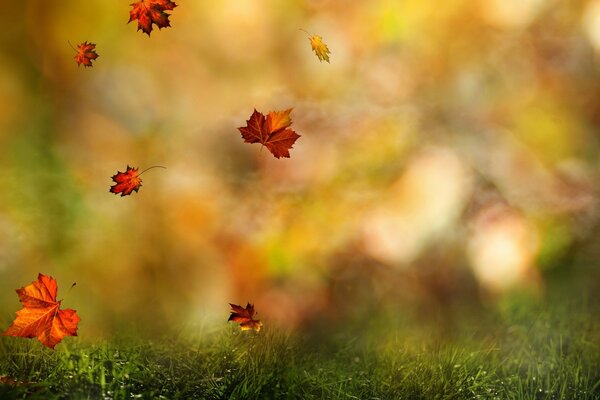 An autumn leaf falls on the grass