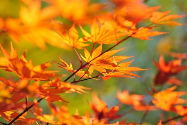 Zweig mit Herbstlaub auf verschwommenem Hintergrund