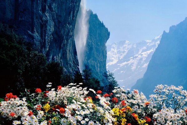 Beautiful and bright flowers on the background of mighty mountains